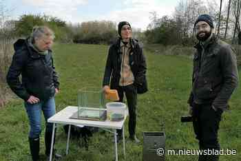 Uitkijktoren met prijskaartje van bijna 141.500 euro gepland... (Linter) - Het Nieuwsblad