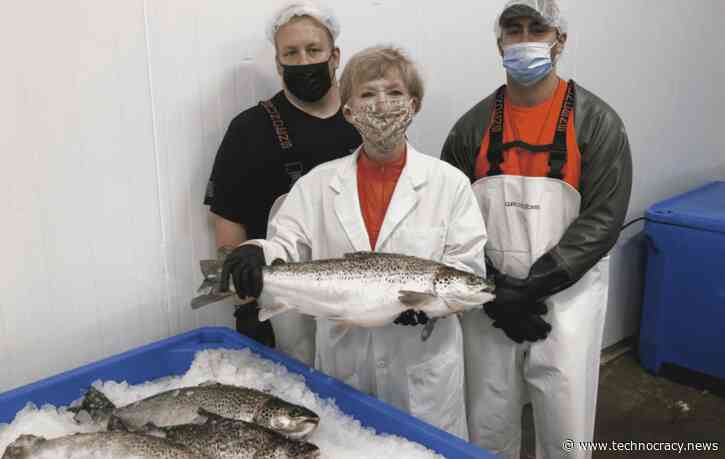 Fish Story: Genetically Engineered Salmon To Hit Dinner Plates