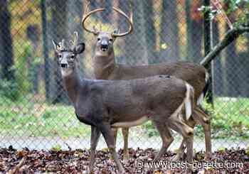 Chronic wasting disease confirmed in deer at Warren County hunting preserve