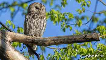 Waldkauz in Bamberg: Was Naturschutzprojekte bewirken können - BR24