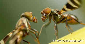 There Is So Much You Don’t Know About Being a Fly