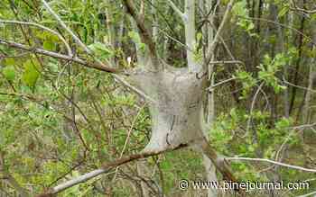Dokken: Those nasty caterpillar tents in trees or shrubs aren't forest tent caterpillars - Pine Journal