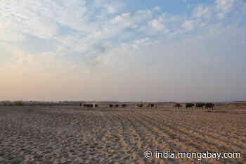 Van Gujjars: People of the forest or nowhere? - Mongabay-India