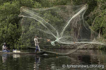 Q+A: Raising the value of a mangrove forest in Colombia - CIFOR Forests News - Forests News, Center for International Forestry Research