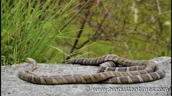 Forest research team captures rare video of King Cobra mating in Himalayas - Hindustan Times