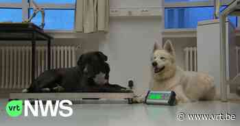 Eerste obesitaskliniek voor dieren in Merelbeke: "Sommige kunnen niet meer op eigen houtje afvallen" - VRT NWS
