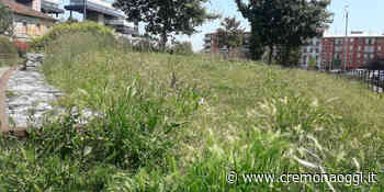 Parco Fazioli: erba alta e area cani trascurata: frequentatori esasperati - Cremonaoggi
