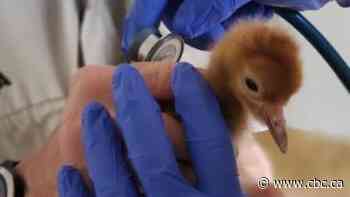 3 whooping crane chicks hatch at Calgary Zoo