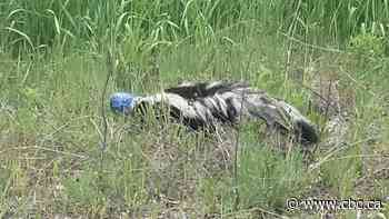 B.C. man screws up courage to save skunk with beer can stuck to its head