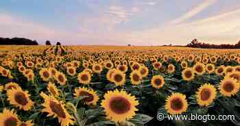 An epic sunflower experience right outside Toronto is reopening this summer - blogTO