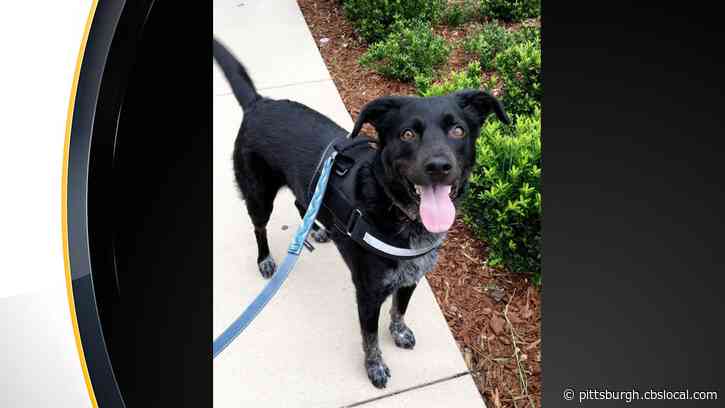 Furry Tails: Pirates Help Get The Word Out After Player Chris Stratton’s Dog Goes Missing