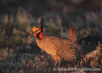 Ranchers disappointed over Lesser Prairie Chicken listing