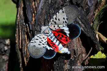 State Using Insecticide on Invasive Spotted Lanternflies