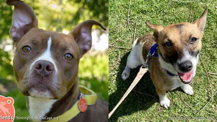 Furry Tails: Yoda And Sparrow Are Waiting For Forever Homes