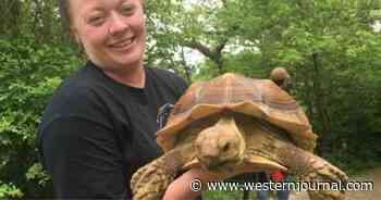 Missing Pet Tortoise Mistakenly Returned to the Wild, 'Really Worried' Owner Begins Frantic Search