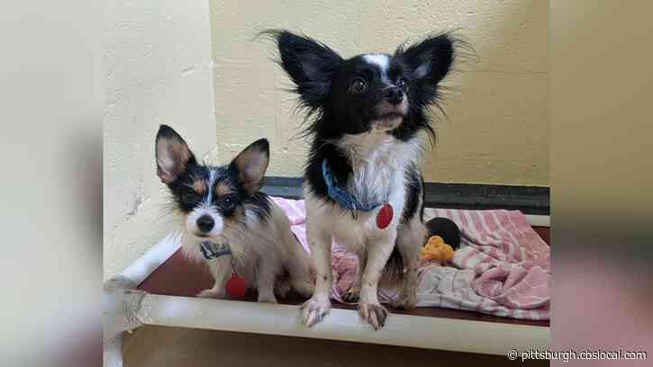 Dog Rescued From Whitehall Home Dies, 46 Others Still Receiving Care