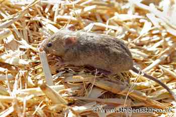 Plague of mice threatens huge tracts of land in Australia - St Helens Star