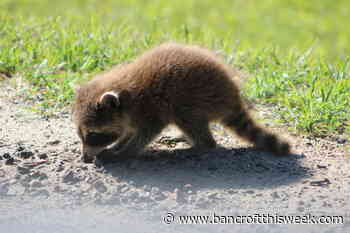 A global recovery | Bancroft this Week - Bancroft This Week