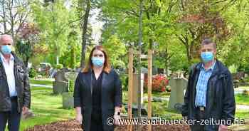 Neunkirchen führt Baumgräber als 19. Grabart ein - Saarbrücker Zeitung