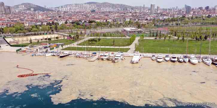 'Sea snot' is clogging up Turkey's coasts, suffocating marine life, and devastating fisheries