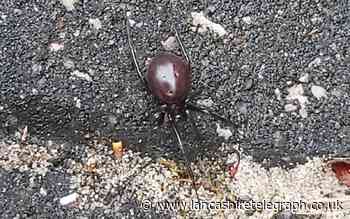 Noble false widow spider spotted in Darwen amid surge in reported bites