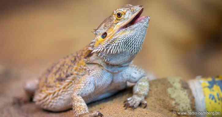 Ausgebüxtes Reptil eingefangen