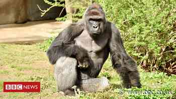 Harambe: Gorilla photo to be sold as an NFT five years after he was shot dead