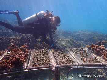 Battle-Tested, Climate Change-Resistant Corals Could Provide Lifeline to Battered Reefs