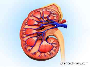 Depression Linked to Rapid Kidney Function Decline – Even in People With Healthy Kidneys