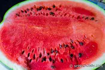 A Seedy Slice of History: Here’s Where Watermelons Actually Came From