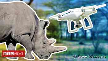 Drones and live-streams: How tech is changing conservation