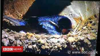 BBC Springwatch at Wild Ken Hill: Behind the scenes
