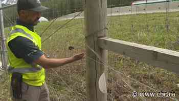 Banff extends electrified sections of wildlife fence to keep bears off Trans-Canada Highway