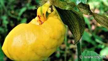 Rare orchids draw visitors to Wagner Natural Area west of Edmonton