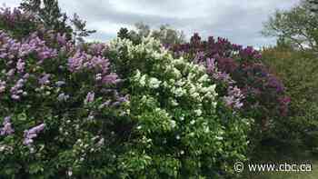 Your backyard tree questions, answered