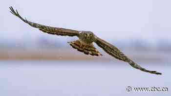 Behind the lens with Calgary Eyeopener host David Gray