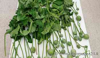 FORLI': Coltivazione di oppio in città, denunciato cinese | FOTO - Teleromagna24