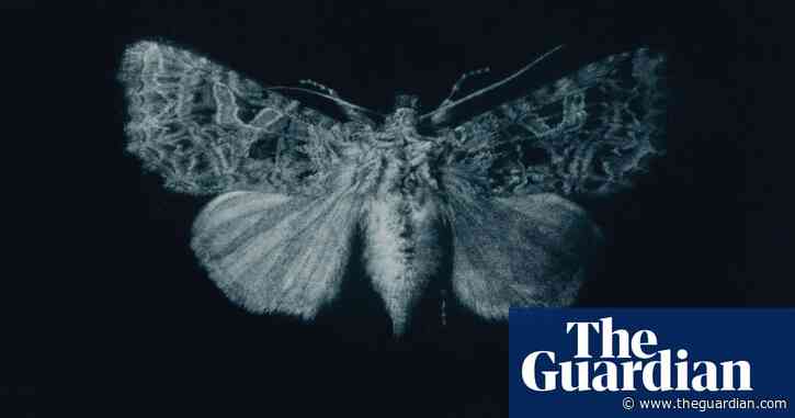 A printmaker’s paean to moths – in pictures