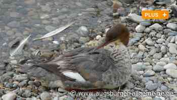 Wo sich Kolbenenten, Gänsesäger und schillernde Cayugaenten mitten in Neu-Ulm tummeln