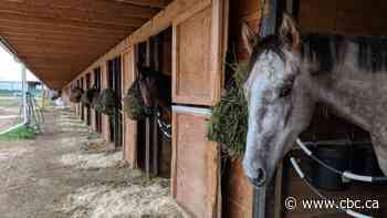 Moosomin First Nation promises 'revitalization' with new horse-racing track