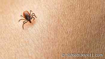 Experts explain rise in tick population: 'Quite a number out there'