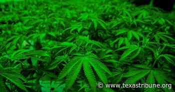 Watered-down expansion of Texas' medical marijuana program poised to become law - The Texas Tribune