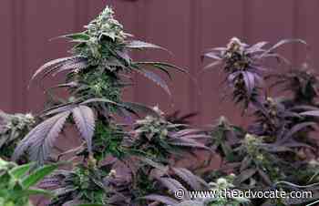 Medical marijuana in Louisiana: Smokable form approved in Senate; next stop is governor - The Advocate