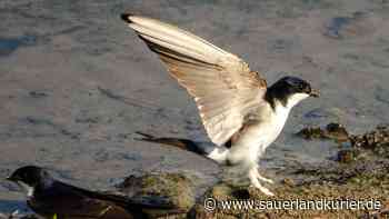 Brutvögel in „Wohnungsnot“: Schwalbenfreunde aus Meerhof wollen Abhilfe schaffen - sauerlandkurier.de