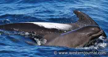 Bottlenose Dolphin's Motherly Instincts Kick in When She Sees Abandoned Baby Whale