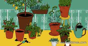 Container gardening: How to grow food in pots on a balcony - Los Angeles Times