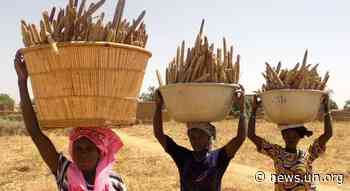 Millets prove tasty solution to climate and food security challenges - UN News