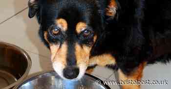 Vet shares what to do when dogs refuse to eat their food - Bristol Live