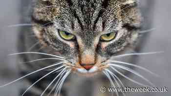 Elderly couple discover ‘gorgeous pate’ is cat food - The Week UK