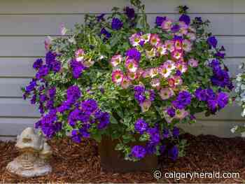 Calgary Horticultural Society: Tips for new Calgary gardeners - Calgary Herald